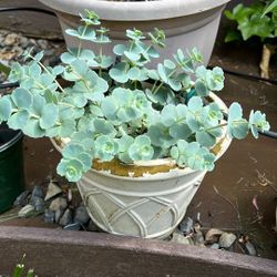 Succulents 