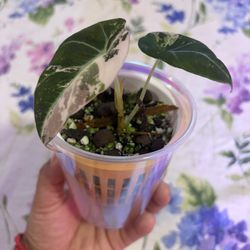 Alocasia Pink black velvet