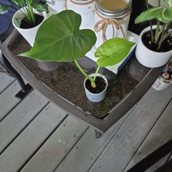 Alocasia Odora Night Scented Lily Plant 