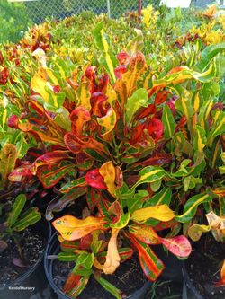 Beautiful colorful croton privacy hedge plants 3gl $8