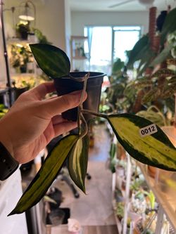 Hoya latifolia ‘Pot of Gold’