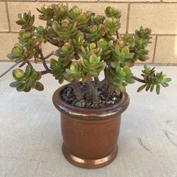 Jade Plant in Ceramic Pot