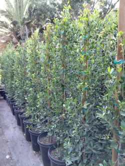 Ficus Nitida 15gln 6ft