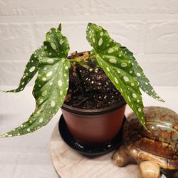 Begonia Maculata