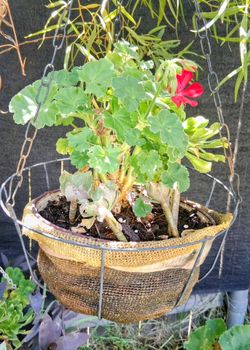 Plants