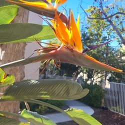 Bird Of Paradise 
