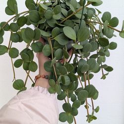 Pepperomia Hope Plant 6" Pot - Indoor House Plants