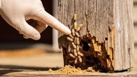 Pest Control | Termites | Bedbugs