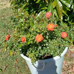 Two Rose Bushes In A Bucket Orange 
