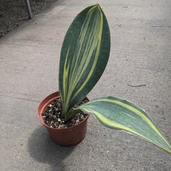 Variegated Whale Fin "Snake Plant" 
