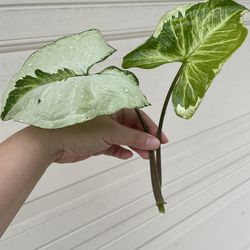 3 Kings Syngonium plant CUTTING