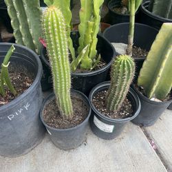 Cactus 4 SALE 10/15 Dlrs