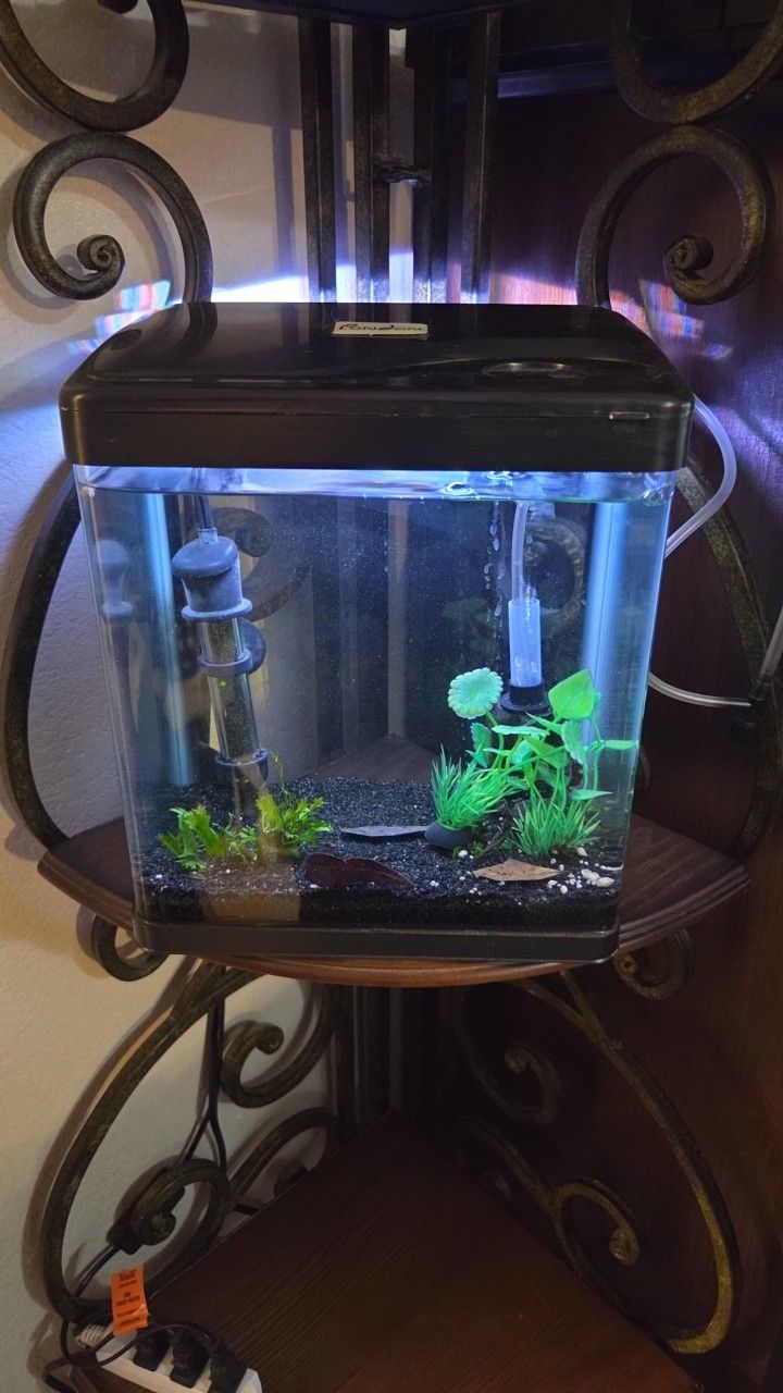 2 Gallon Aquarium