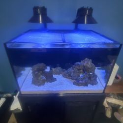 SC REEF / AQUARIUM 66GALLON RIMLESS WITH WOOD CABINET