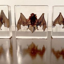 Set Of Three Real preserved open wing bat in resin  - oddities - gothic - art study - Science study 