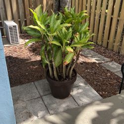 Aglaonema Plant In large Clay pot 