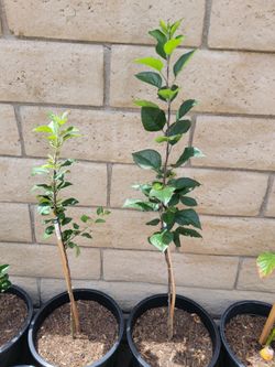 Gala Apple Tree Organic