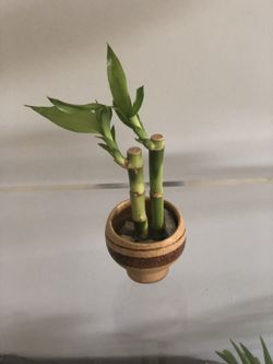 $2 bambú