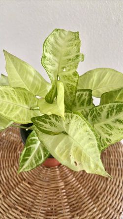 Variegated Syngonium Potted Houseplant