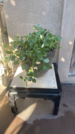 Large potted plant and table
