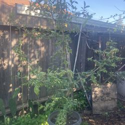 Tejocote/Mexican Hawthorn 