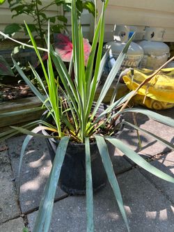 Large Iris Plant in Pot 🌿