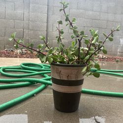 Jade Plant/ Elephant Food Succulent 