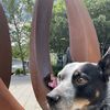 Blue Heeler