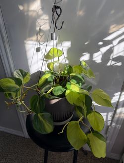Philodendron Brasil