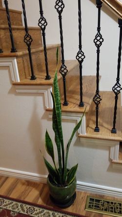 Beautiful snake plant Mother in law's tongue plant