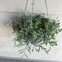 Ruby Necklace Hanging Plant 