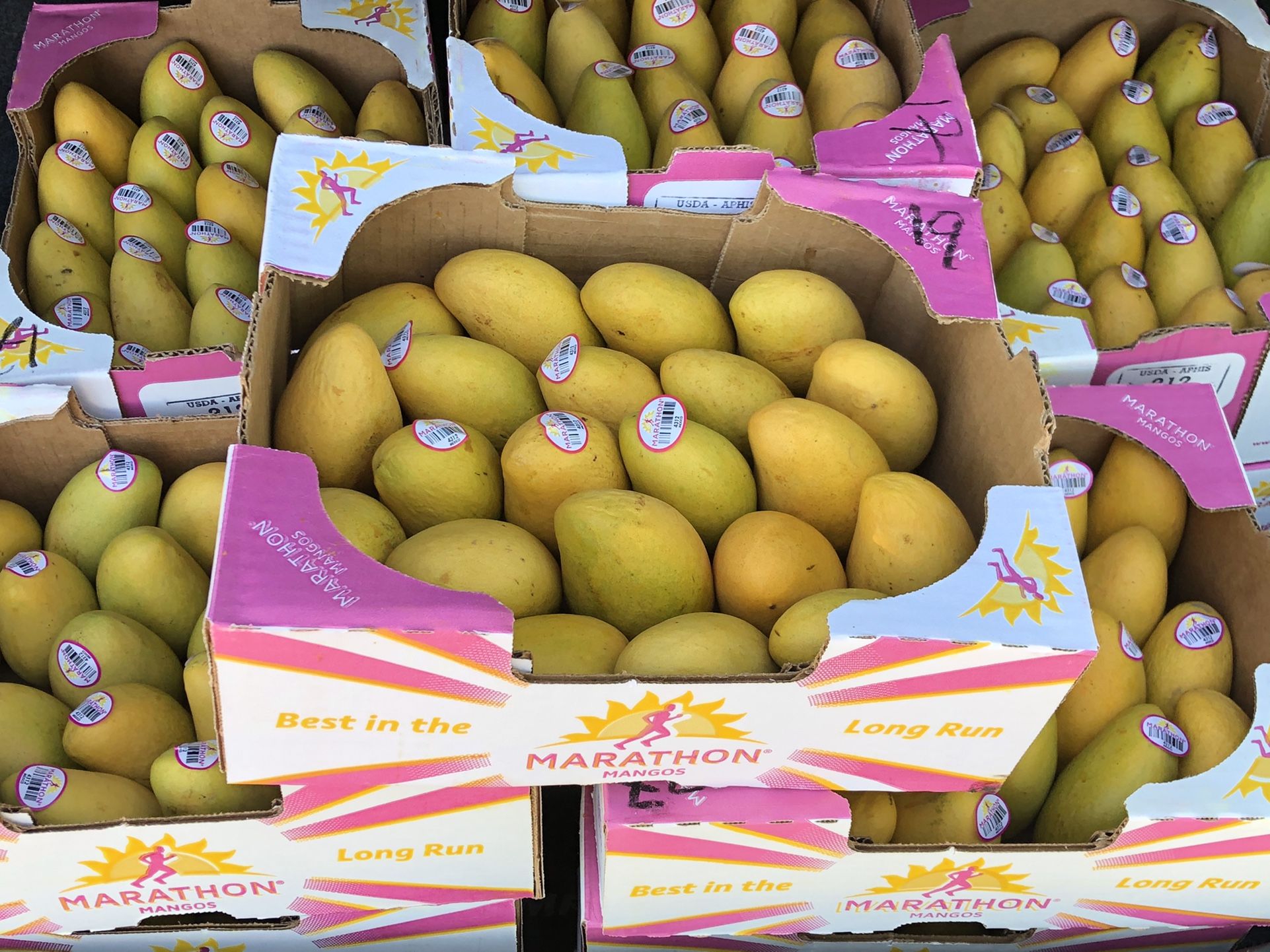 Manila Mangos Fresh for Sale in Sacramento, CA - OfferUp