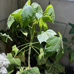 La Chaya