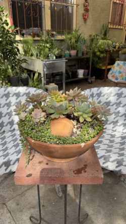 Fresh Succulent Arrangement 