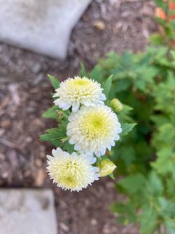 Heirloom Tea Chrysanthemum “Gong Ju Hua”, 1 Qt, Medicinal Herb Plant for Tea Garden, Traditional Chinese Medicine