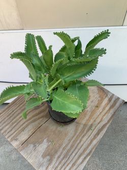Mother of thousands- Kalanchoe plant
