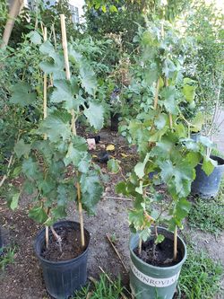 Red grape Tree