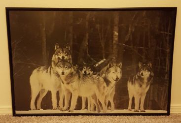Framed wolf photo