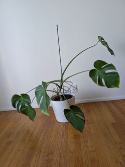 Monstera Deliciosa