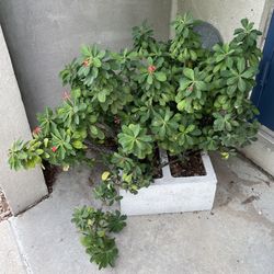 Healthy Large Crown-of-Thorns Plants