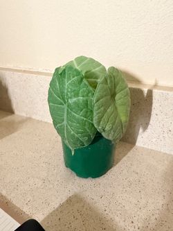 Plant