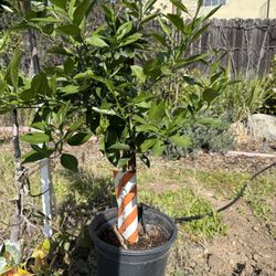 Cara Cara Orange Tree