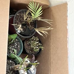 Any Plant $3