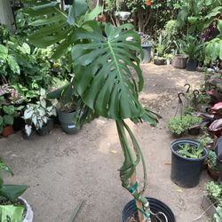 Giant Monstera Plant