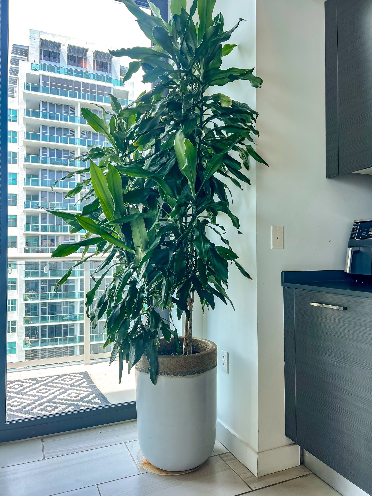 Large 7 Foot Tall Dracaena fragrans Corn Plant