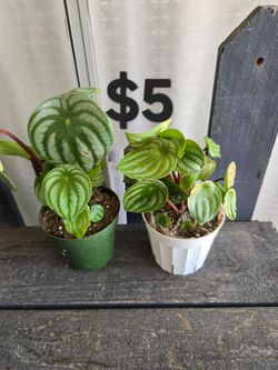 Peperomia Watermelon