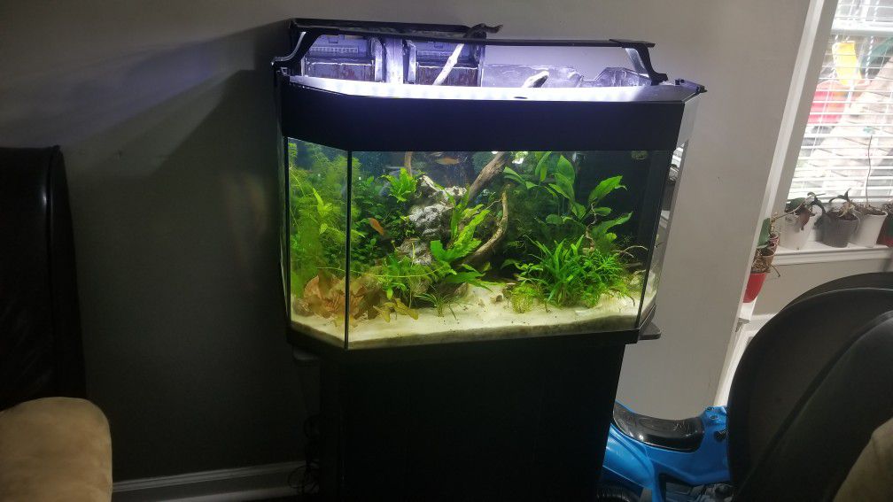 40 gallon aquarium tank and stand