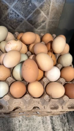 Fresh eggs