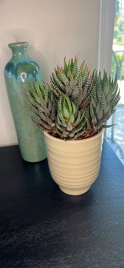 PLANT- zebra