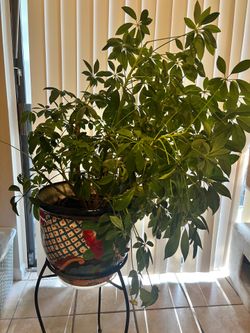Live plant